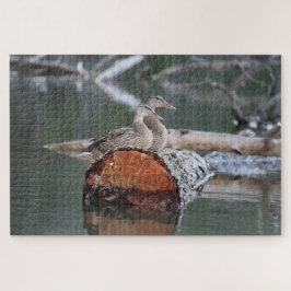Wildlife Duck Fotograf