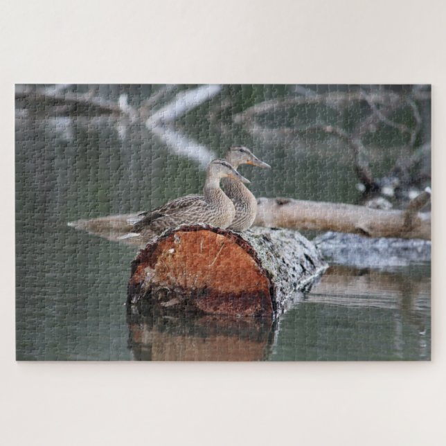 Wildlife Duck Fotograf (Horizontal)
