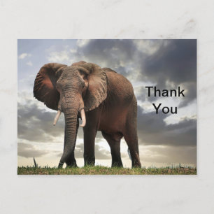 Wildlife-Elefanten-Foto Danke Postkarte
