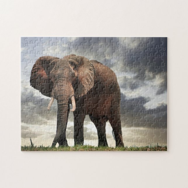Wildlife Elephant Foto (Horizontal)