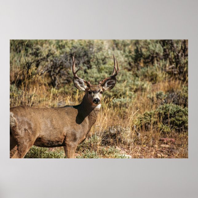 WILDLIFE-FOTOGRAFIE DES BROWN BUCK POSTER (Vorne)