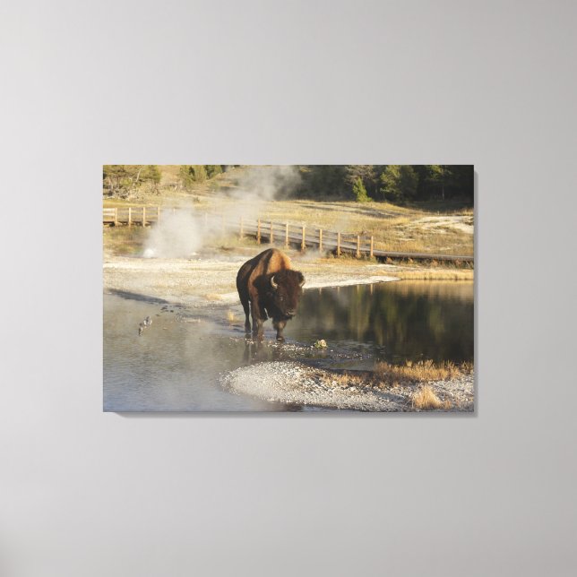 Wildlife Fotografy American Bison Yellowstone Leinwanddruck (Vorderseite)
