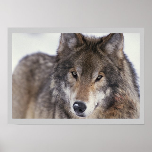 Wildlife Fotografy Gray Wolf Poster 18x24 (Vorne)