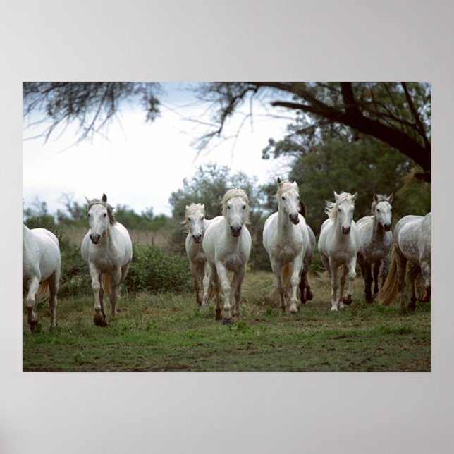 Wildlife Fotografy Wild Horses Poster 18x24 (Vorne)
