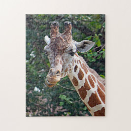 Wildlife Giraffe Foto