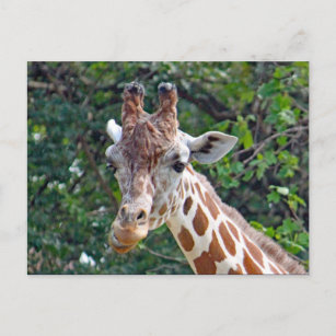 Wildlife Giraffe Foto Postkarte