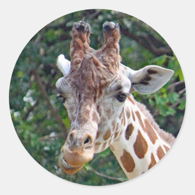 Wildlife Giraffe Foto Runder Aufkleber (Vorderseite)
