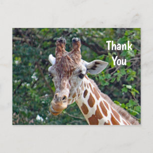 Wildlife Giraffe Foto Vielen Dank Postkarte