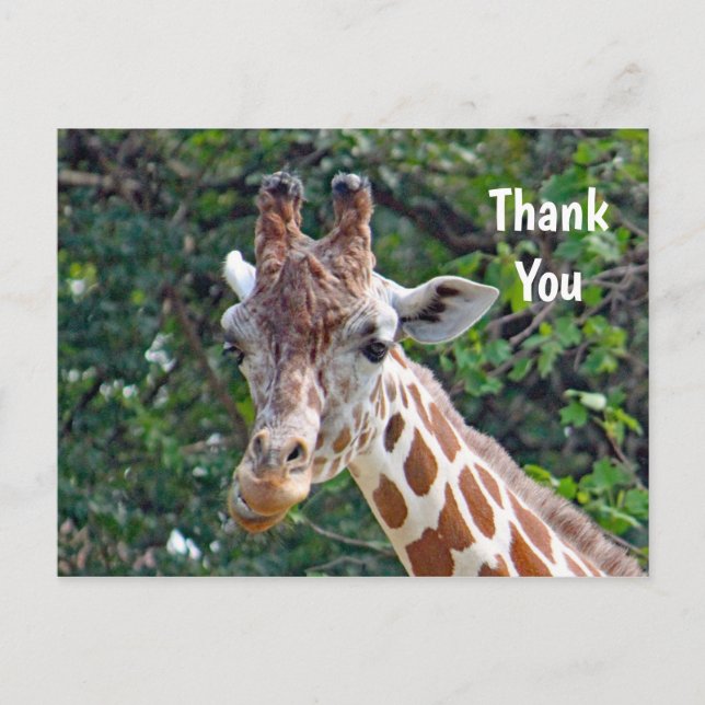 Wildlife Giraffe Foto Vielen Dank Postkarte (Vorderseite)