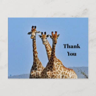Wildlife Giraffe Herd Foto Vielen Dank Postkarte