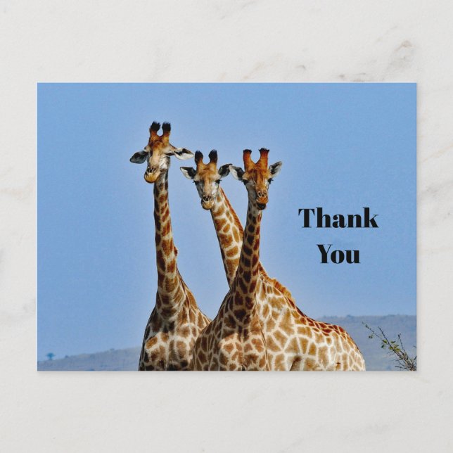 Wildlife Giraffe Herd Foto Vielen Dank Postkarte (Vorderseite)