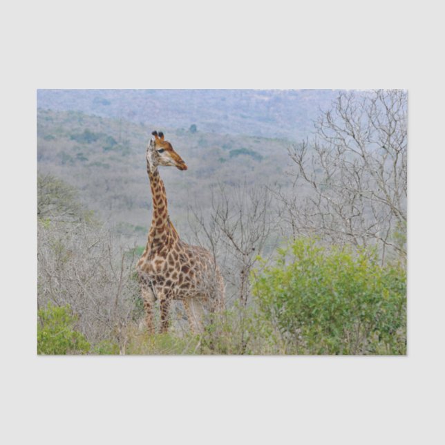 Wildlife Giraffe Savannah Foto Seidenpapier (Vorderseite)