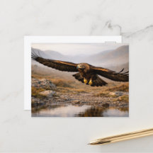 Wildlife Golden Eagle Scottish Highlands 