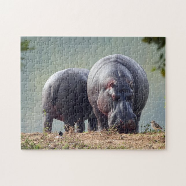 Wildlife Hippo Foto (Horizontal)