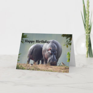 Wildlife Hippo Foto Geburtstag Karte