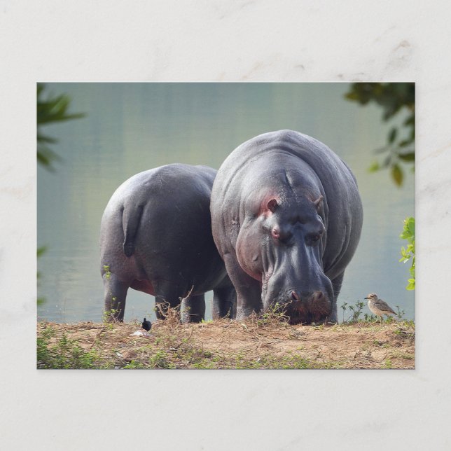 Wildlife Hippo Foto Postkarte (Vorderseite)