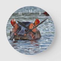 Wildlife Hippo Water Foto