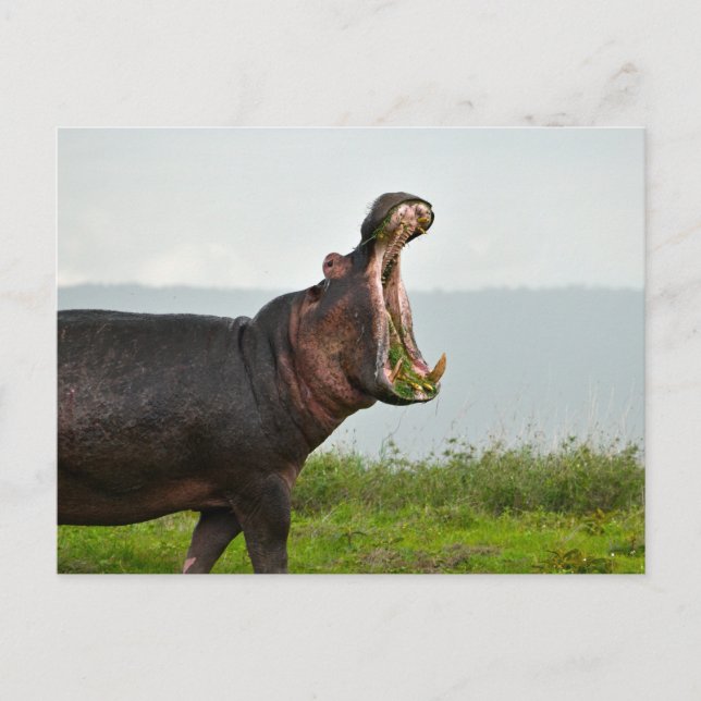 Wildlife Hippopotamus Foto Postkarte (Vorderseite)