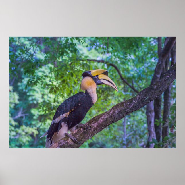 Wildlife Hornbill Bird Poster (Vorne)