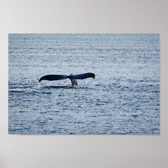 Wildlife Humpback Whale Schwanz Foto Poster (Vorne)