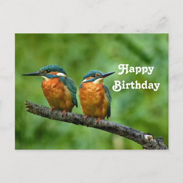 Wildlife Kingfisher Foto Geburtstag Postkarte (Vorderseite)