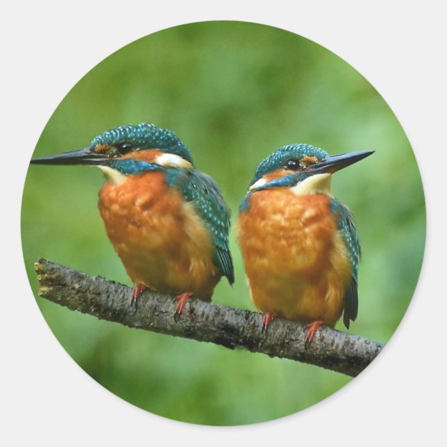 Wildlife Kingfisher Foto Runder Aufkleber (Vorderseite)