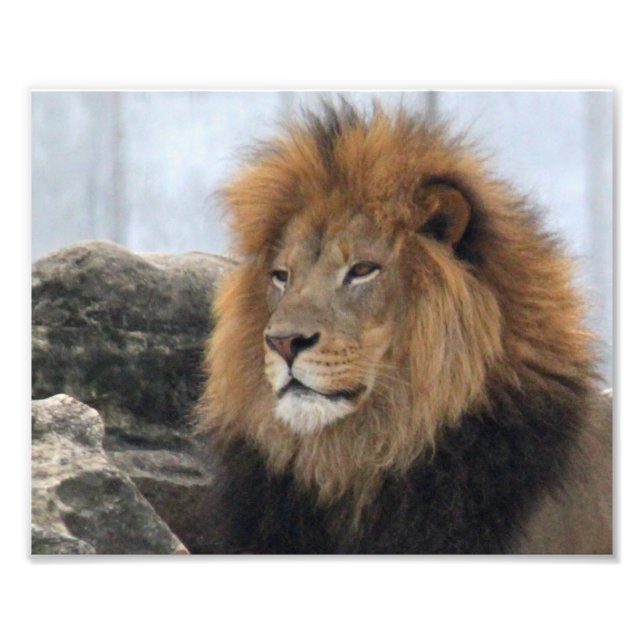 Wildlife Lion Foto (Vorne)