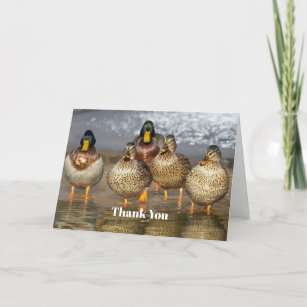 Wildlife Mallard Ducks Dankeskarte