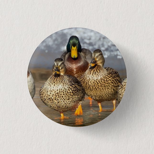 Wildlife Mallard Ducks Foto Button (Vorderseite)