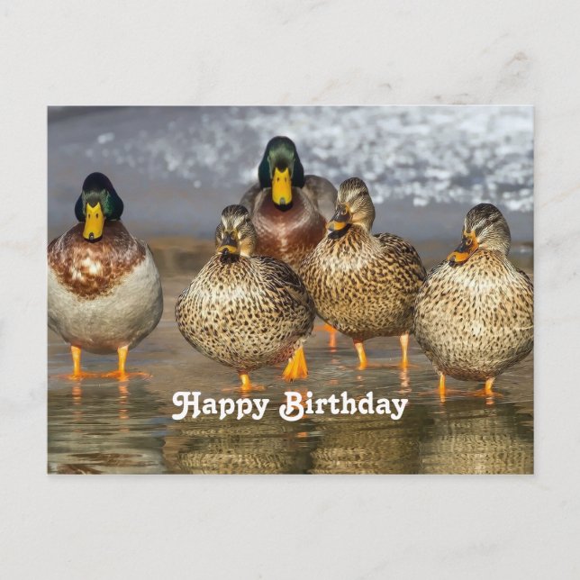 Wildlife Mallard Ducks Foto Geburtstag Postkarte (Vorderseite)