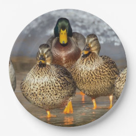 Wildlife Mallard Ducks Foto Pappteller