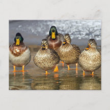 Wildlife Mallard Ducks Foto