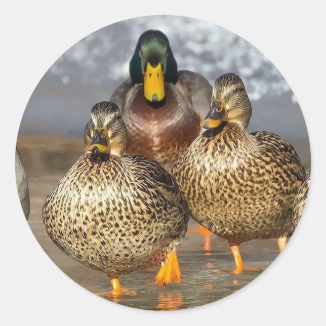 Wildlife Mallard Ducks Foto Runder Aufkleber (Vorderseite)