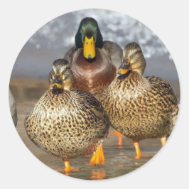 Wildlife Mallard Ducks Foto Runder Aufkleber