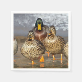 Wildlife Mallard Ducks Foto Serviette