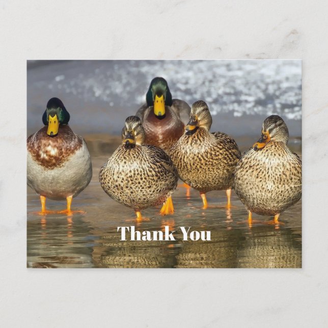 Wildlife Mallard Ducks Foto Vielen Dank Postkarte (Vorderseite)