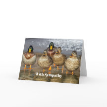 Wildlife Mallard Encks Foto Beileid