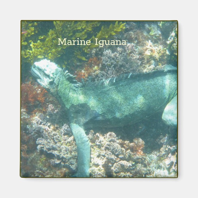 Wildlife Marine Iguana Magnet (Vorne)