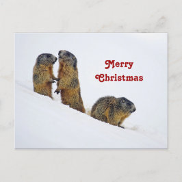 Wildlife Marmots Schnee Foto Weihnachten Postkarte