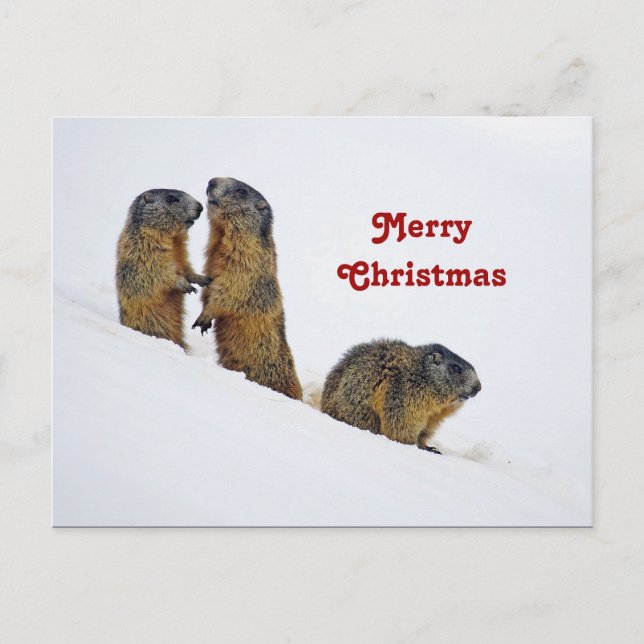 Wildlife Marmots Schnee Foto Weihnachten Postkarte (Vorderseite)
