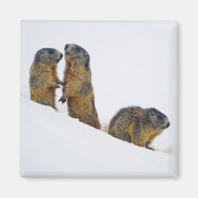 Wildlife Marmots Snow Foto Magnet (Vorne)