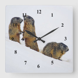 Wildlife Marmots Snow Foto Quadratische Wanduhr