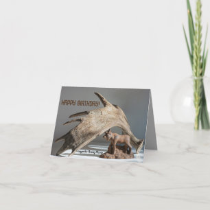 Wildlife Moose Fun lacht Anony-MOOSE Geburtstagska Karte