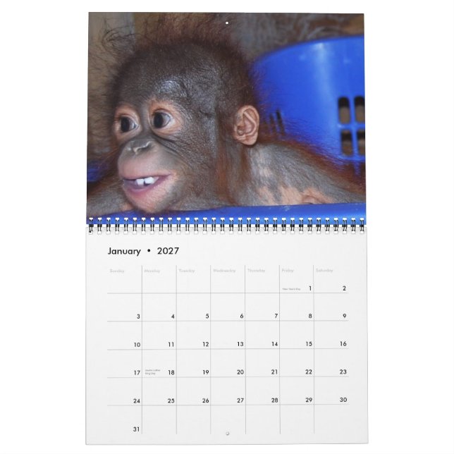 Wildlife Orangutan Babys Kalender (Jan 2027)