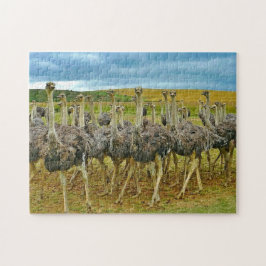 Wildlife Ostrich Flock Foto