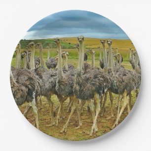 Wildlife Ostrich Flock Foto Pappteller