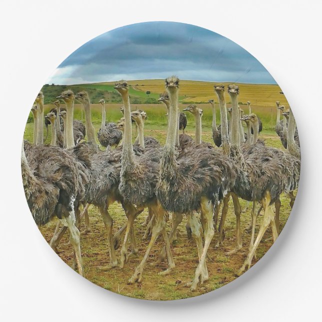 Wildlife Ostrich Flock Foto Pappteller (Vorderseite)