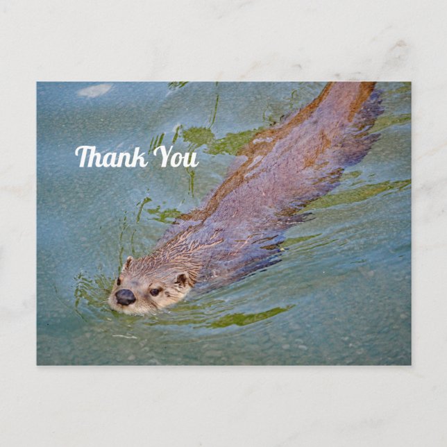 Wildlife Otter Schwimmen Foto Vielen Dank Postkarte (Vorderseite)