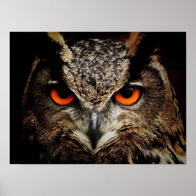 Wildlife Owl Poster (Vorne)