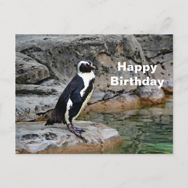 Wildlife Penguin Foto Geburtstag Postkarte (Vorderseite)